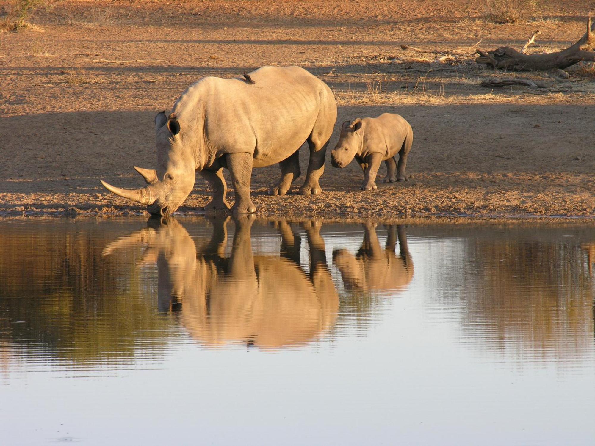 Etali Safari Lodge マディクウェ野生保護区 エクステリア 写真